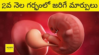 Second Month Pregnancy In Telugu  2nd Month Pregnancy In Telugu  Baby Growth In Telugu  HD INFO [upl. by Lebazej]