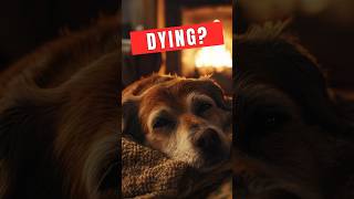 Signs That Your Dog Is Dying [upl. by Past]