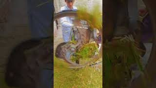 Grass Cutting With Tokka Machine DC Motor Smaal Boyxxxtentacion [upl. by Murry818]