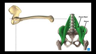 Hip Flexors  Rectus Femoris amp Iliopsoas Psoas Major amp Iliacus [upl. by Butch163]