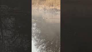 Unexpected surprise 😮 🦆 naturewalks naturescapes winterlandscape nature ducks naturesounds [upl. by Patrizia]