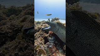 Dangerously close scubadiving sealife fish marinelife moray sea venomous sharpteeth fyp [upl. by Lucille]