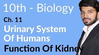 Class 10th Biology Chapter 11  Functioning of Kidney  10th Class Biology Chapter 2 [upl. by Nylessej]