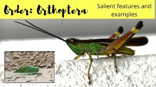 Order Orthoptera  Salient features and examples [upl. by Adnolaj582]