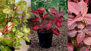 All about iresine plant Winter care tips and cutting method Blood leaf plant propagation [upl. by Amiel]