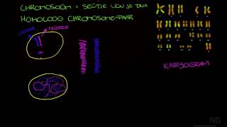 91  Chromosoom chromatide etc [upl. by Schmeltzer988]