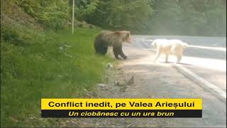 Conflict inedit pe valea Arieșului Un urs brun cu un câine ciobănesc [upl. by Myca]