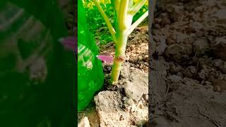 Drip irrigation system very easily YouTube family [upl. by Notlaw]