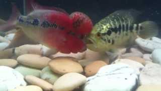 SRD Flowerhorn Vs Jaguar Cichlid [upl. by Avan]