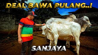 AKHIRNYA BERTEMU SANJAYA DAN AKAN GW BAWA PULANG [upl. by Anawat]