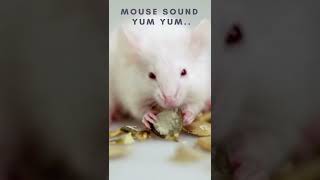 Mouse Sound effect 🐀🐁☺ mouse noise Rat squeaking Shorts [upl. by Tony]