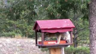 Gray Fox in Birdfeeder ░⌂ ░⌂ ░⌂ ░⌂ Ƣݔҩᾫ٨ӷ quaoar [upl. by Assirual]