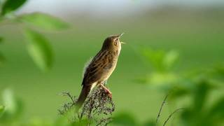 Feldschwirl  Grasshopper Warbler [upl. by Ayek]