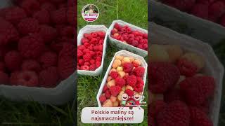 Polskie maliny są najsmaczniejsze DrBerry [upl. by Komara]