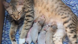 shinchu giving birth to 5 kitten catgivingbirth catdeliveryvlog catlover kitten [upl. by Eirol]