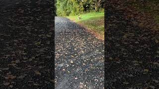 5 yr old ripping on a pocket rocket pocketrocket motorcycle 2stroke kids fun [upl. by Applegate]