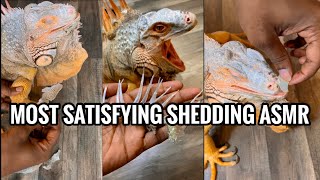 So Satisfying Reptile Shedding amp Unboxing In 4K  Rocket The Iguana [upl. by Issiah956]