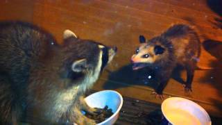 Raccoon vs Possum [upl. by Titus]