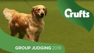 Gundog Group Judging and Presentation  Crufts 2019 [upl. by Nevin279]