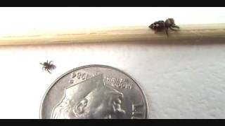 Jumping Spiders Releasing Slings [upl. by Ermey]