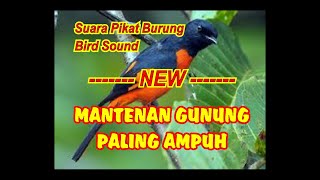 SUARA MANTENAN PIKAT MP3  SUARA PIKAT BURUNG MANTENAN RIBUT [upl. by Penney]