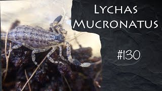 Из Таиланда в ананасе прилетел к нам скорпион Lychas mucronatus  скорпион без жала [upl. by Amuwkuhc]