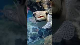 【魚が溺れかかる僕の名前知ってる？】くだらない動画水族館 fish shorts ボンドウ [upl. by Alfeus]