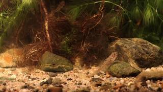 Speckled Goby Redigobius bikolanus [upl. by Forsta]