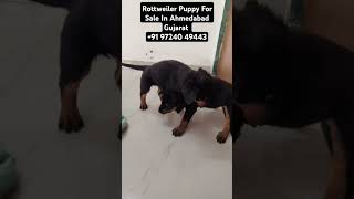 Best Rottweiler Kennel In Ahmedabad Gujarat India shorts trending viral [upl. by Aicemat]