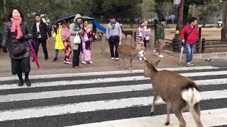 信号待ちするシカない＠奈良公園 [upl. by Selway]