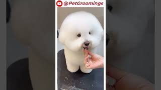 CUTEST Bichon Frise Gets ADORABLE Haircut So FLUFFY amp PERFECT doggroominglife dogbreeds puppy [upl. by Rafael]