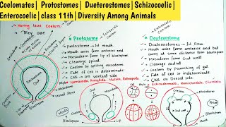 Coelomates Protostomes DueterostomesSchizocoelic Enterocoelicclass 11thDiversity Among Animals [upl. by Marcy]