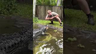 Robert showing us our amazing alligators Part One [upl. by Zevahc]