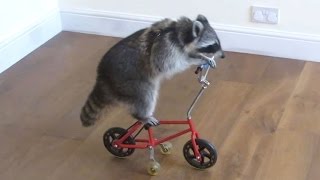 These funny raccoons will make you laugh  Funny and cute raccoon compilation [upl. by Nickie]