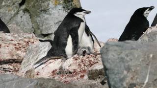 Chinstrap Penguins Antarctica 2017 [upl. by Keith]