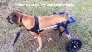 Can my Dog Poop or Pee While Using the Walkin Wheels Dog Wheelchair [upl. by Aohk]