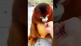 Baby Monkey has beautiful yellow fur Good video about monkeys Funny Baby Monkey 398 [upl. by Enorel]