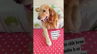 This is not fair 😏trending viralvideos ytshorts goldenretreiver max dogspets thelifeofmax01 [upl. by Aek]