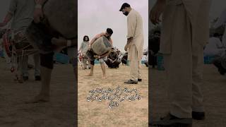 Heavy Stone Lifting In Pakistan shorts youtubeshorts weightlifting [upl. by Berwick]