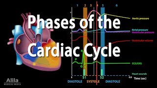 The Cardiac Cycle Animation [upl. by Franklin574]