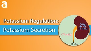 Potassium Regulation Potassium Secretion [upl. by Assyral193]