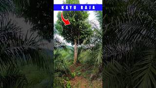 Kayu raja di tengah kebun kelapa sawitpohonulinpohonbelianpohonkayu besi petanisawitindonesia [upl. by Albrecht]