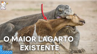 dragãodekomodo o maior lagarto do mundo [upl. by Kelly]