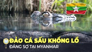 HÒN ĐẢO ĐÁNG SỢ TẠI MYANMAR – CÁ SẤU KHỔNG LỒ KHẮP NƠI [upl. by Nnylyrehc]