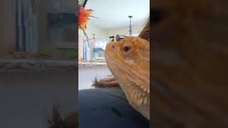 beardies beardepetsbeardeddragon [upl. by Wilma980]