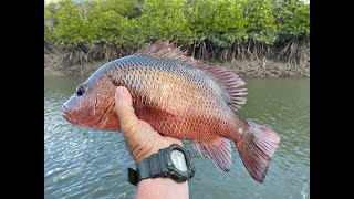 Fishing Townsvilles local waters Nth Qld [upl. by Campball]