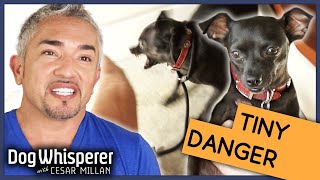 Cesar Millan vs Insecure Biting Dog  Season 9 Episode 11  Dog Whisperer [upl. by Llejk]