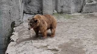 Himalayan brown bear [upl. by Iphigeniah]