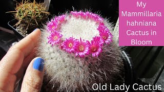 My Mammillaria hahniana Cactus in beautiful Bloom  Old Lady Cactus cacti cactus cactusplants [upl. by Cohdwell]