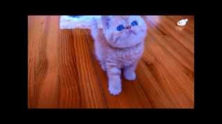 India petite femelle exotic shorthair chaton dElfy et de Flocon 5 semaines [upl. by Ally41]